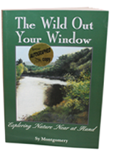 The Wild Out Your Window