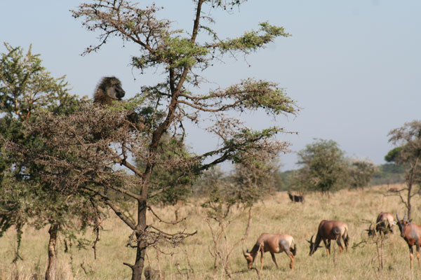 baboon and topis on the serengeti