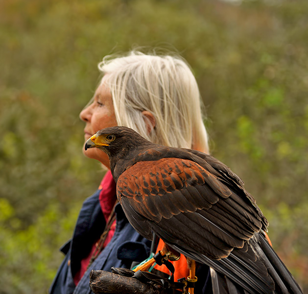 Falconry Instructor Nancy Cowan