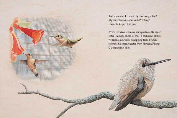 brave-baby-hummingbird-07