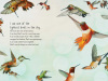 brave-baby-hummingbird-03