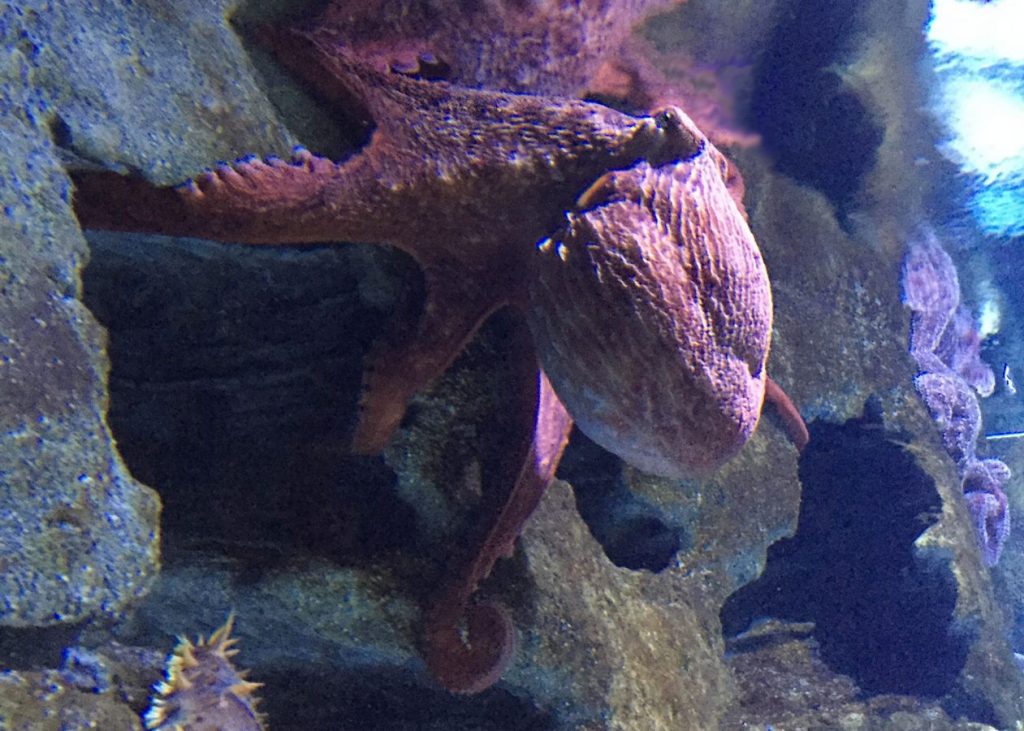 Freya, the octopus at the New England Aquarium