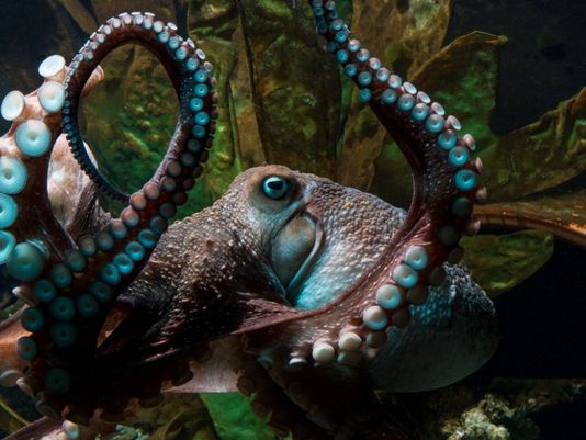 Inky the Octopus flees his New Zealand aquarium