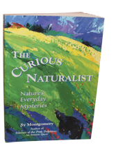 The Curuious Naturalist