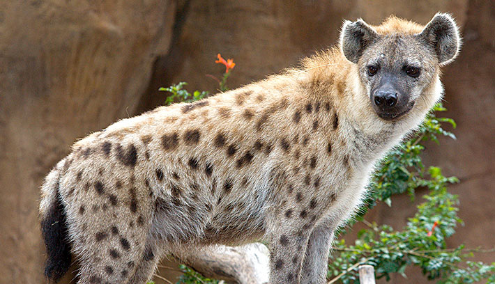 Spotted Hyena. Photo by Nic Bishop