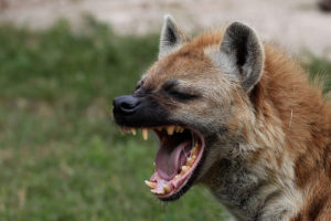 hyena mouth