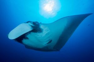 Up Next: Manta Rays. In June Sy will be joining an expedition off Peru which is studying these beautiful creatures.