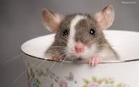 mouse in a teacup