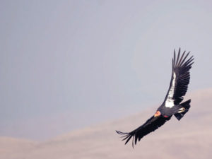 Condor in Flight by TIanne Strombeck