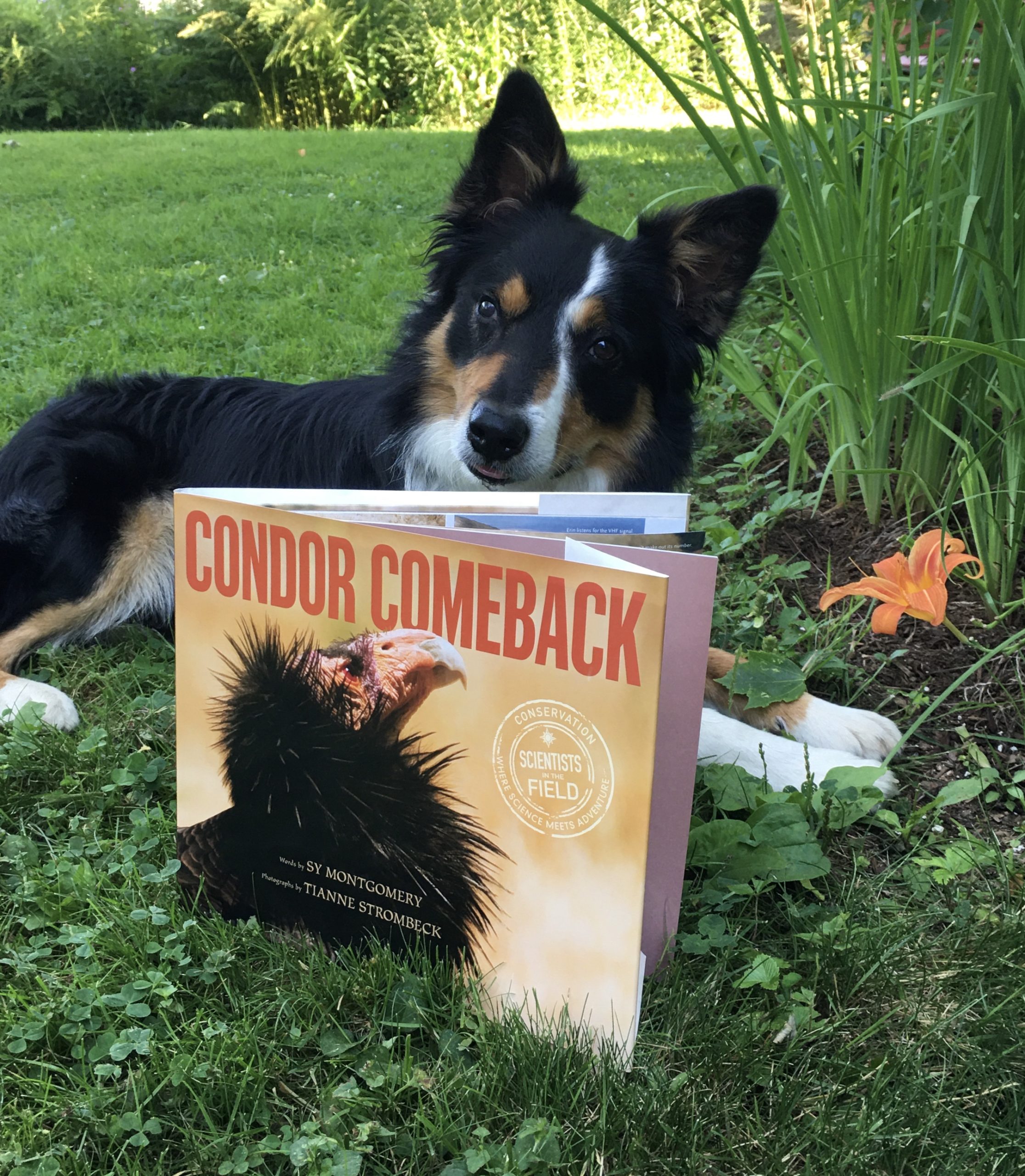 The Condor Comeback book is out and this reader likes what he sees.
