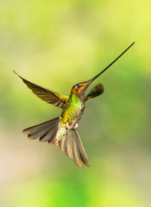 The sword-billed hummingbird takes the long hummingbird beak to extremes. It’s reported to be the only species with a bill longer than its body. 