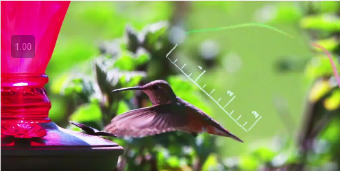 Salt Project video on hummingbirds