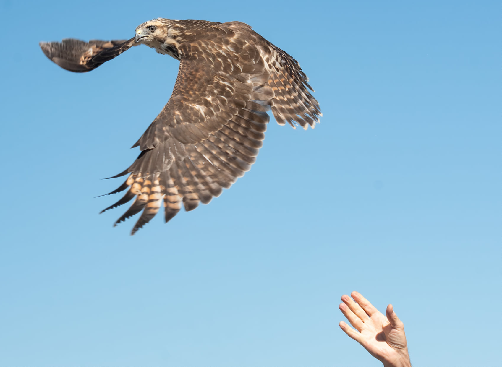 Releasing a broad-winged hawk