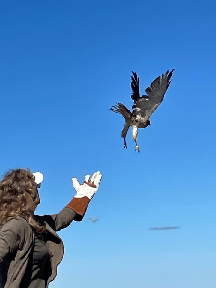 Releasing a broad-winged hawk