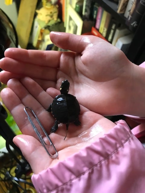 Sy holding a newly hatched infant painted turtle