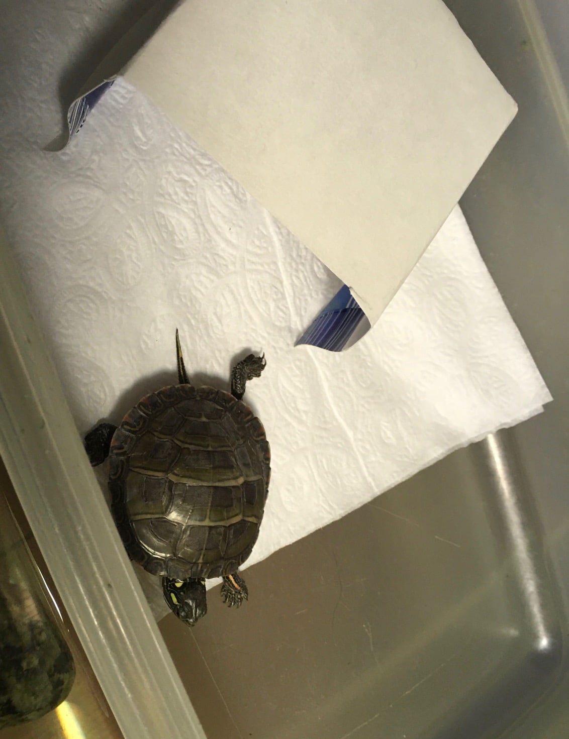 Monet the infant painted turtle recovering in his warm, dry hospital box