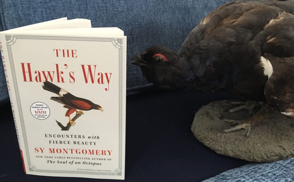 Grouse studying Sy's new book, The Hawk’s Way