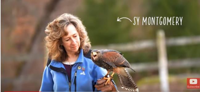 Watch Sy and the hawk Mahood in this fine short video