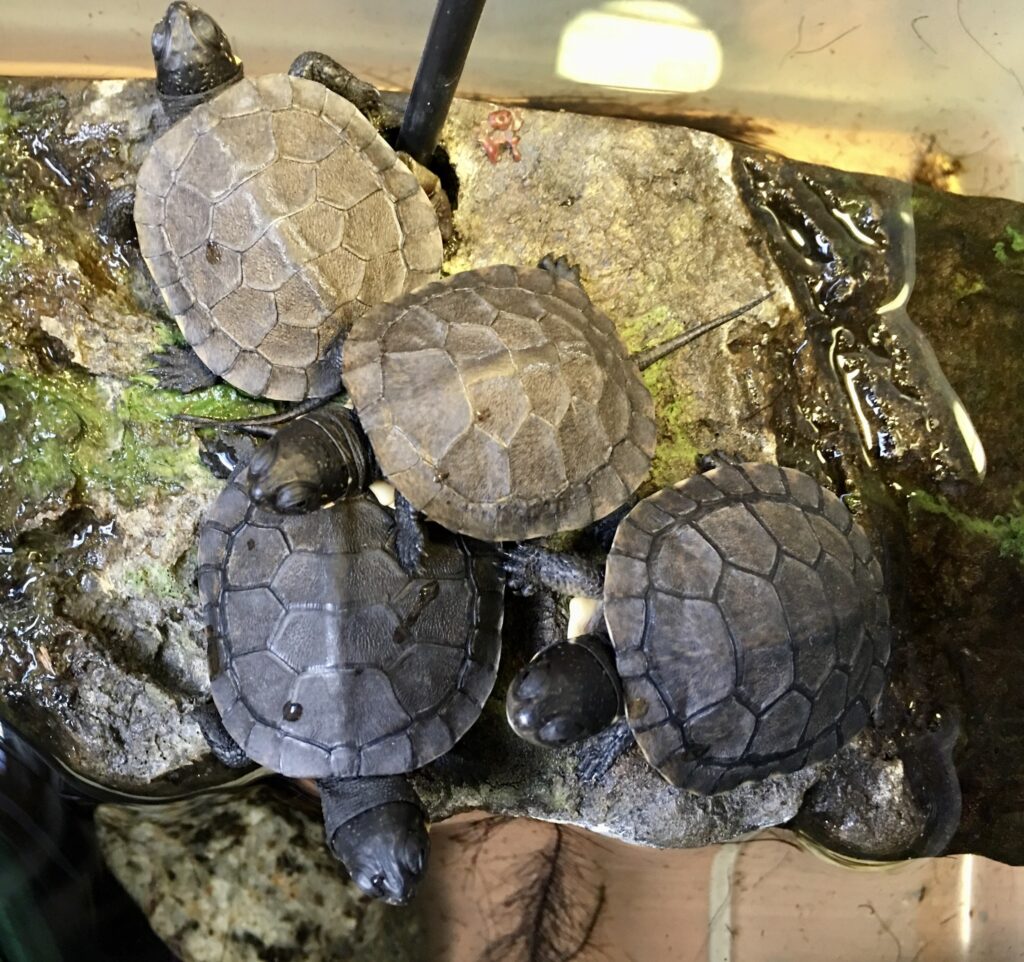 Blanding’s turtles