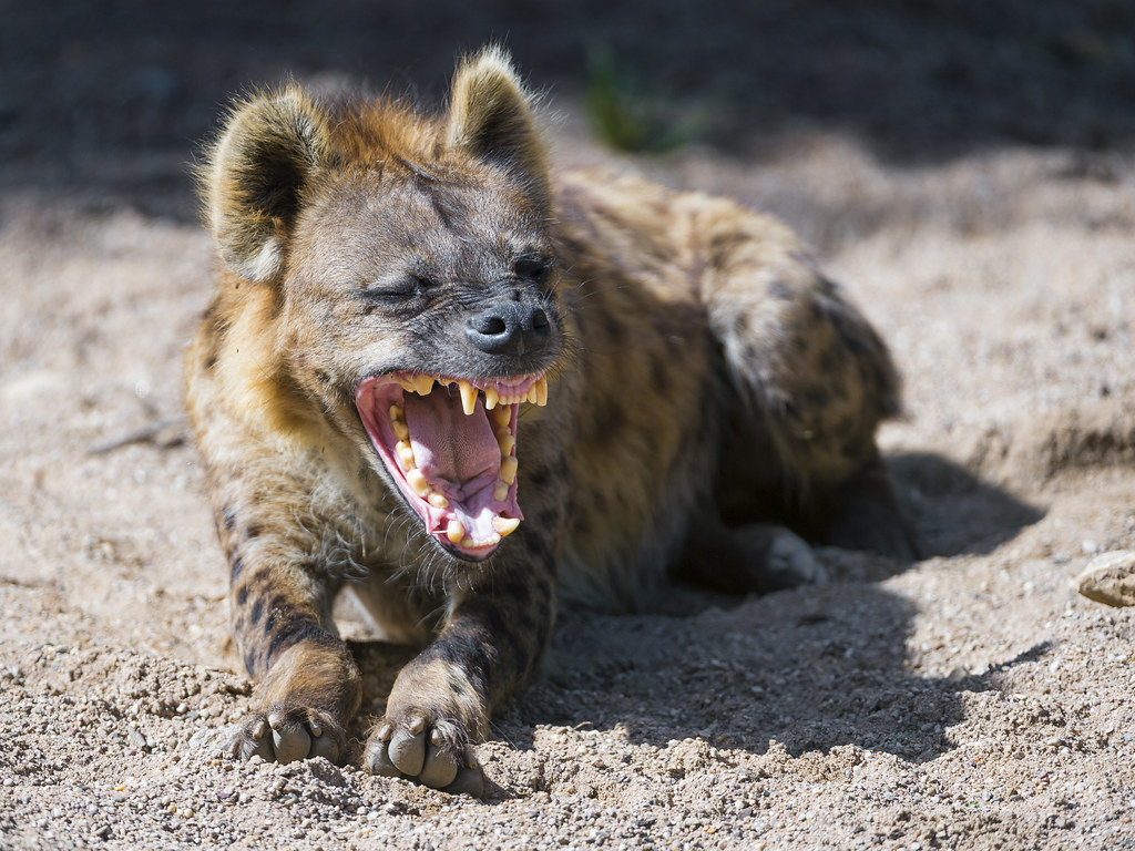Hyena lying with open mouth by Tambako the Jaguar