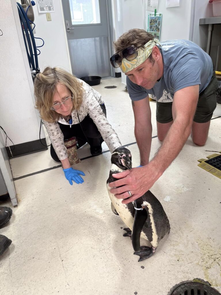 Meeting Buba the penguin at Seattle’s Woodland Park Zoo