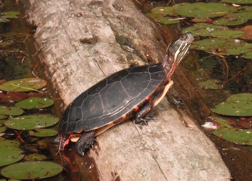 "Male Painted Turtle Basking" by Matt Keevil is licensed under CC BY-SA 3.0