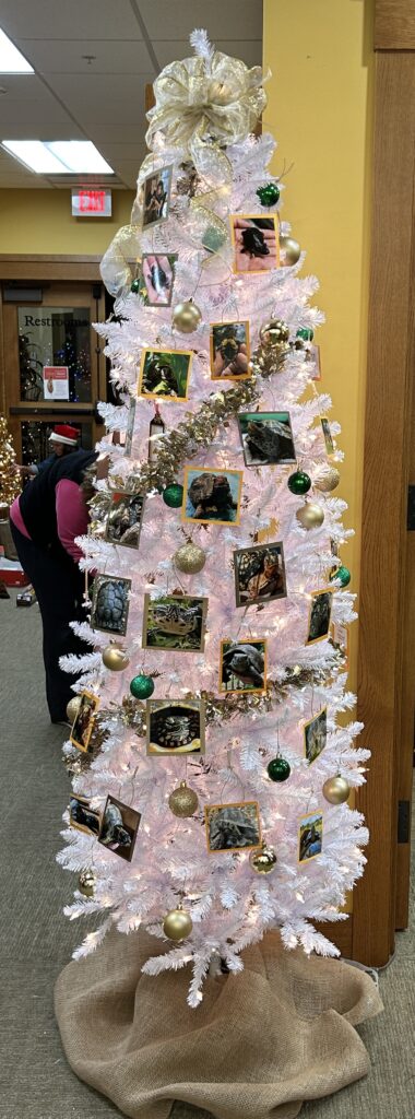 Turtle Tree at Townsend, Massachusetts, Public Library