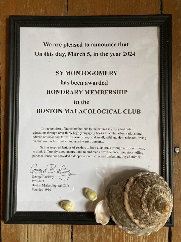 Sy was awarded honorary membership in the Boston Malacological Club